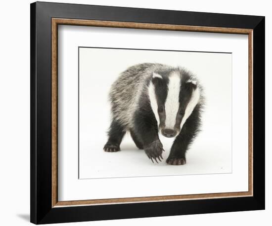 Portrait of a Young Badger (Meles Meles)-Mark Taylor-Framed Photographic Print