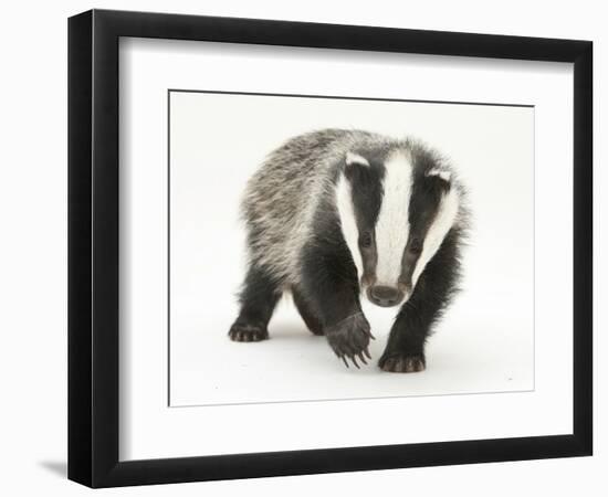 Portrait of a Young Badger (Meles Meles)-Mark Taylor-Framed Photographic Print