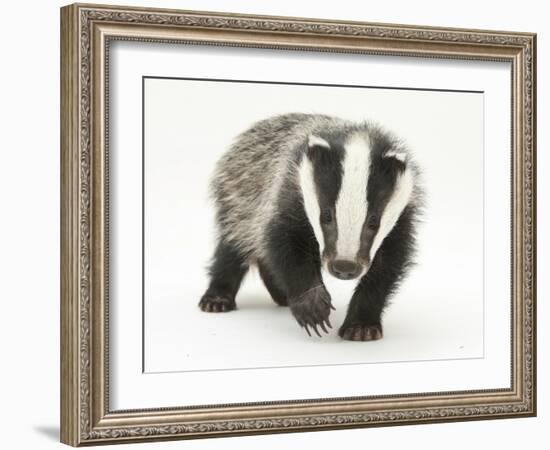 Portrait of a Young Badger (Meles Meles)-Mark Taylor-Framed Photographic Print