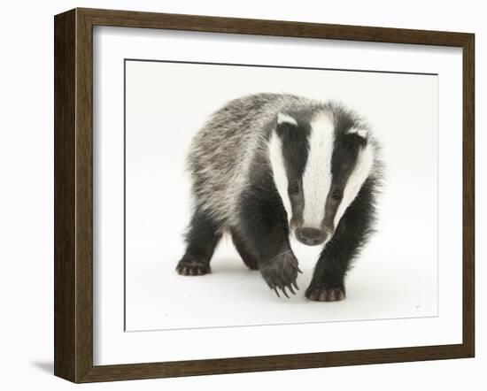 Portrait of a Young Badger (Meles Meles)-Mark Taylor-Framed Photographic Print