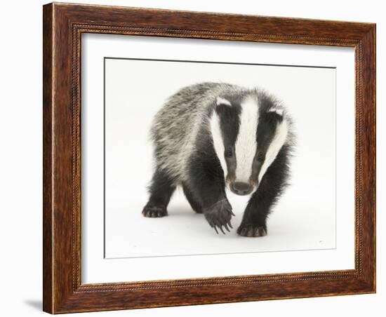 Portrait of a Young Badger (Meles Meles)-Mark Taylor-Framed Photographic Print