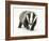 Portrait of a Young Badger (Meles Meles)-Mark Taylor-Framed Photographic Print