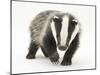 Portrait of a Young Badger (Meles Meles)-Mark Taylor-Mounted Photographic Print