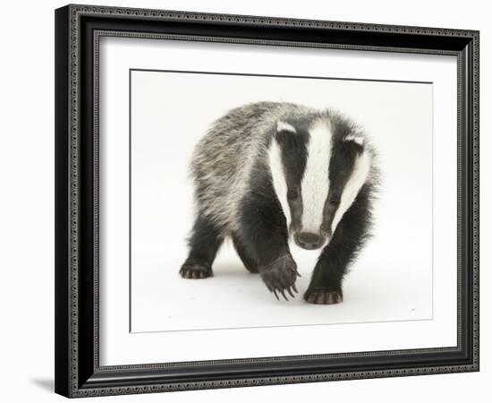 Portrait of a Young Badger (Meles Meles)-Mark Taylor-Framed Photographic Print