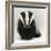 Portrait of a Young Badger (Meles Meles)-Mark Taylor-Framed Photographic Print