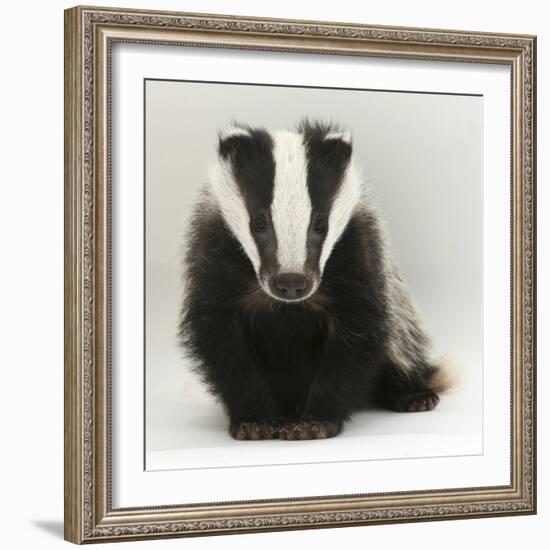 Portrait of a Young Badger (Meles Meles)-Mark Taylor-Framed Photographic Print