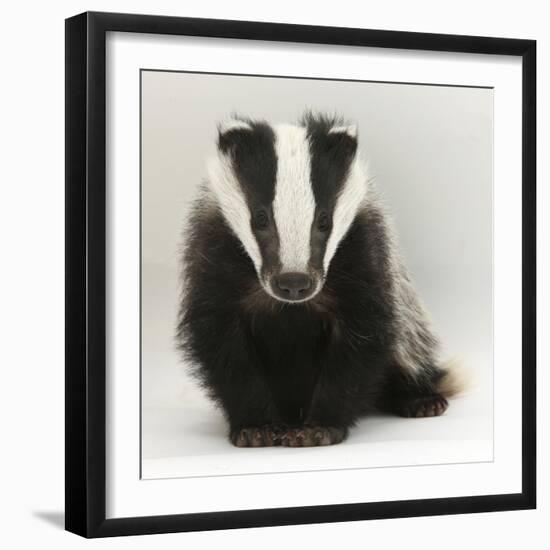 Portrait of a Young Badger (Meles Meles)-Mark Taylor-Framed Photographic Print