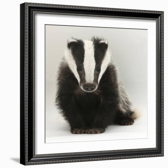 Portrait of a Young Badger (Meles Meles)-Mark Taylor-Framed Photographic Print