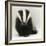 Portrait of a Young Badger (Meles Meles)-Mark Taylor-Framed Photographic Print