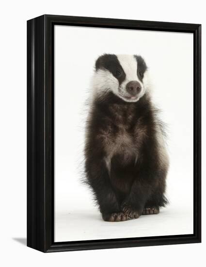 Portrait of a Young Badger Sitting (Meles Meles)-Mark Taylor-Framed Premier Image Canvas