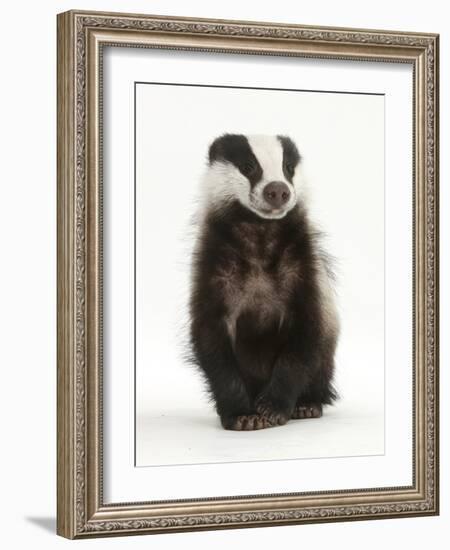 Portrait of a Young Badger Sitting (Meles Meles)-Mark Taylor-Framed Photographic Print