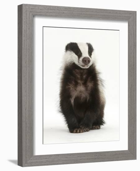 Portrait of a Young Badger Sitting (Meles Meles)-Mark Taylor-Framed Photographic Print