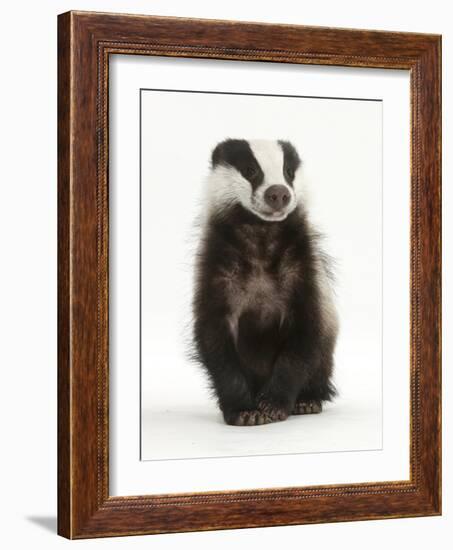 Portrait of a Young Badger Sitting (Meles Meles)-Mark Taylor-Framed Photographic Print