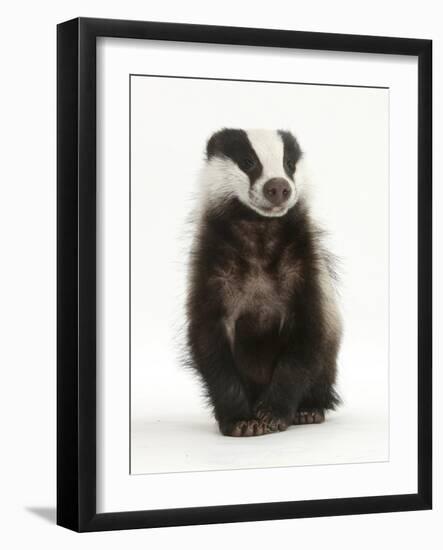 Portrait of a Young Badger Sitting (Meles Meles)-Mark Taylor-Framed Photographic Print