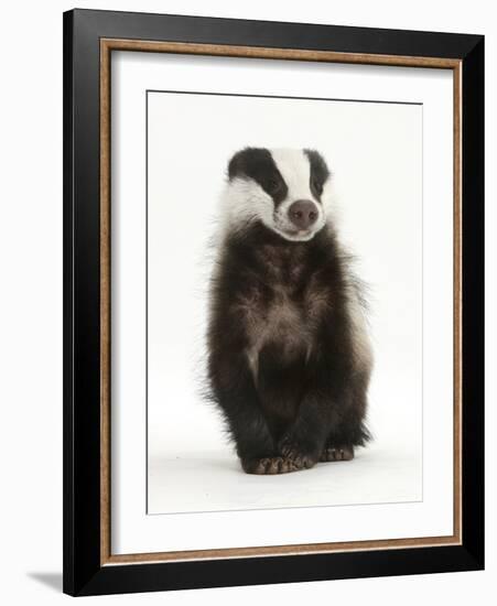 Portrait of a Young Badger Sitting (Meles Meles)-Mark Taylor-Framed Photographic Print