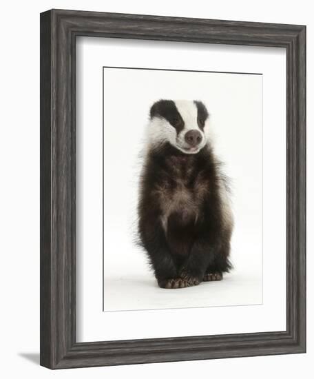 Portrait of a Young Badger Sitting (Meles Meles)-Mark Taylor-Framed Photographic Print