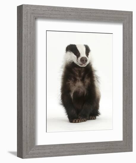 Portrait of a Young Badger Sitting (Meles Meles)-Mark Taylor-Framed Photographic Print