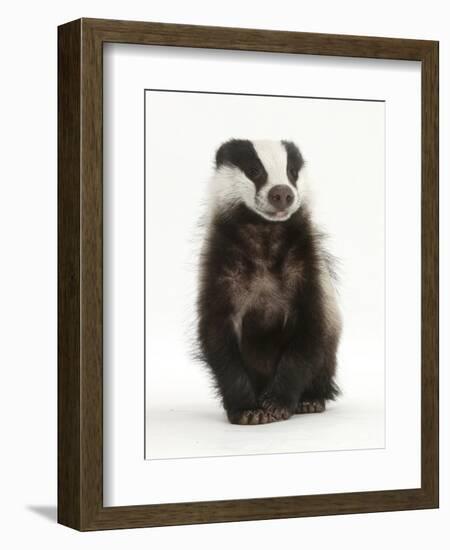 Portrait of a Young Badger Sitting (Meles Meles)-Mark Taylor-Framed Photographic Print