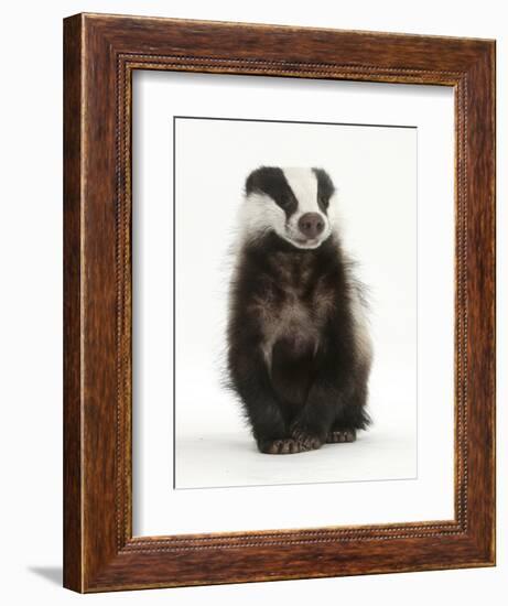 Portrait of a Young Badger Sitting (Meles Meles)-Mark Taylor-Framed Photographic Print