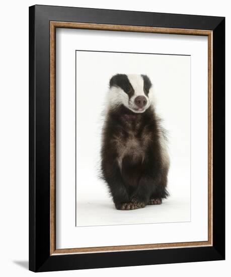 Portrait of a Young Badger Sitting (Meles Meles)-Mark Taylor-Framed Photographic Print