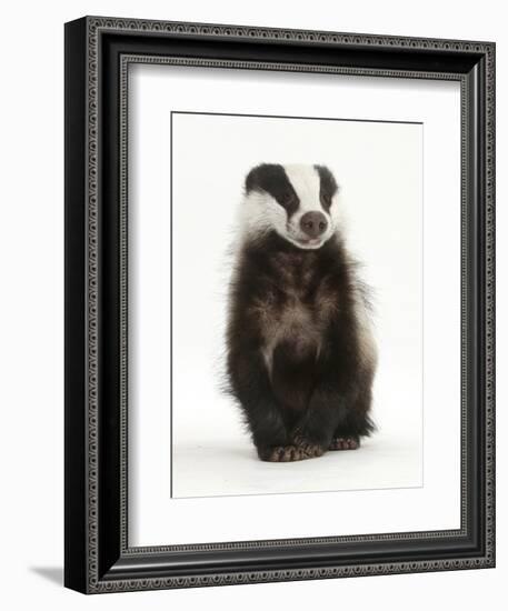 Portrait of a Young Badger Sitting (Meles Meles)-Mark Taylor-Framed Photographic Print