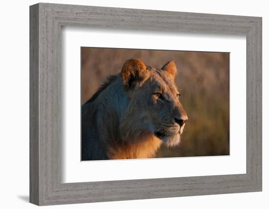 Portrait of a young lion, Panthera leo.-Sergio Pitamitz-Framed Photographic Print