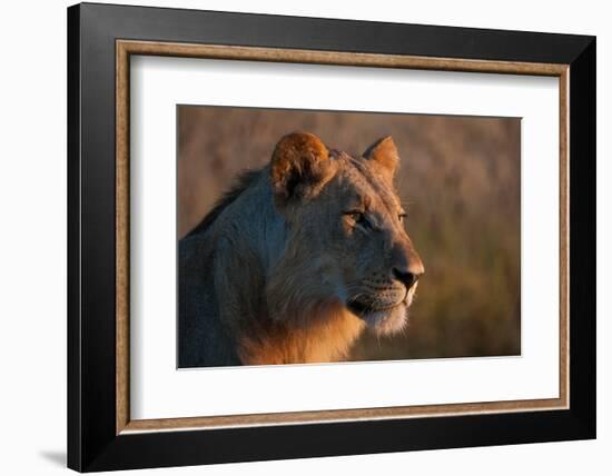 Portrait of a young lion, Panthera leo.-Sergio Pitamitz-Framed Photographic Print