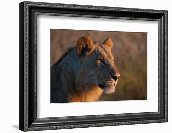 Portrait of a young lion, Panthera leo.-Sergio Pitamitz-Framed Photographic Print