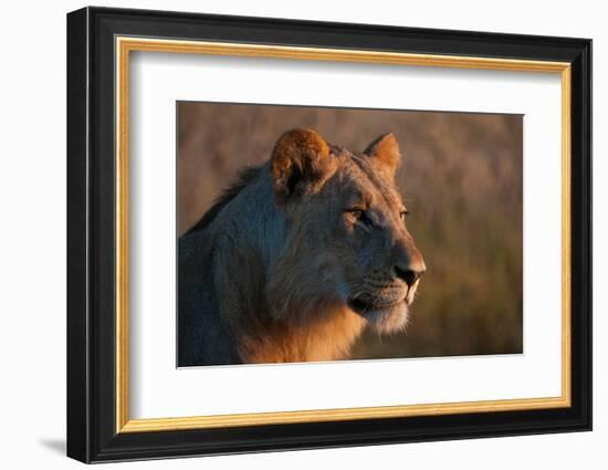 Portrait of a young lion, Panthera leo.-Sergio Pitamitz-Framed Photographic Print