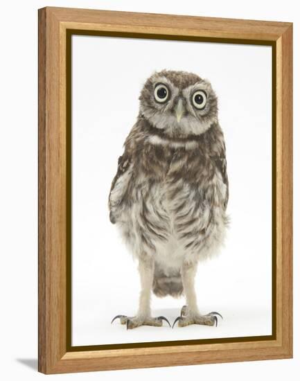 Portrait of a Young Little Owl (Athene Noctua)-Mark Taylor-Framed Premier Image Canvas