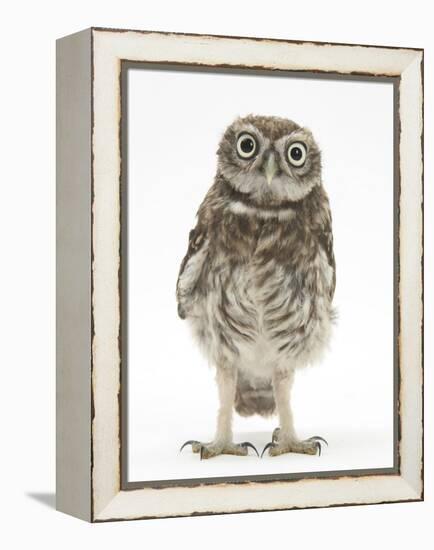 Portrait of a Young Little Owl (Athene Noctua)-Mark Taylor-Framed Premier Image Canvas