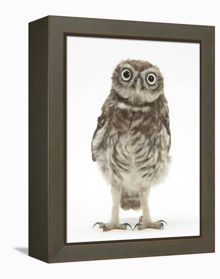 Portrait of a Young Little Owl (Athene Noctua)-Mark Taylor-Framed Premier Image Canvas