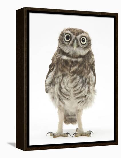 Portrait of a Young Little Owl (Athene Noctua)-Mark Taylor-Framed Premier Image Canvas