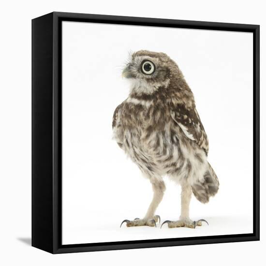 Portrait of a Young Little Owl (Athene Noctua)-Mark Taylor-Framed Premier Image Canvas