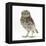 Portrait of a Young Little Owl (Athene Noctua)-Mark Taylor-Framed Premier Image Canvas