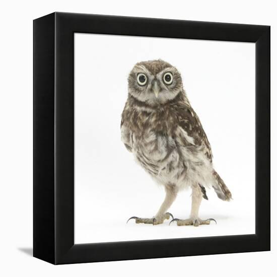 Portrait of a Young Little Owl (Athene Noctua)-Mark Taylor-Framed Premier Image Canvas