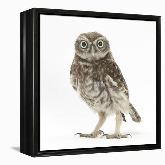 Portrait of a Young Little Owl (Athene Noctua)-Mark Taylor-Framed Premier Image Canvas