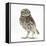 Portrait of a Young Little Owl (Athene Noctua)-Mark Taylor-Framed Premier Image Canvas