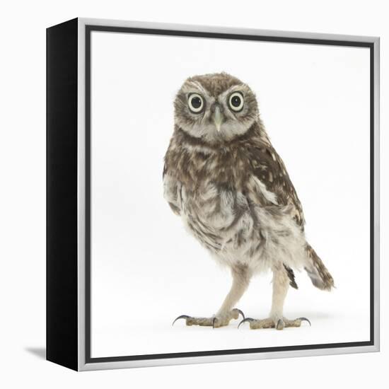 Portrait of a Young Little Owl (Athene Noctua)-Mark Taylor-Framed Premier Image Canvas