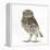 Portrait of a Young Little Owl (Athene Noctua)-Mark Taylor-Framed Premier Image Canvas