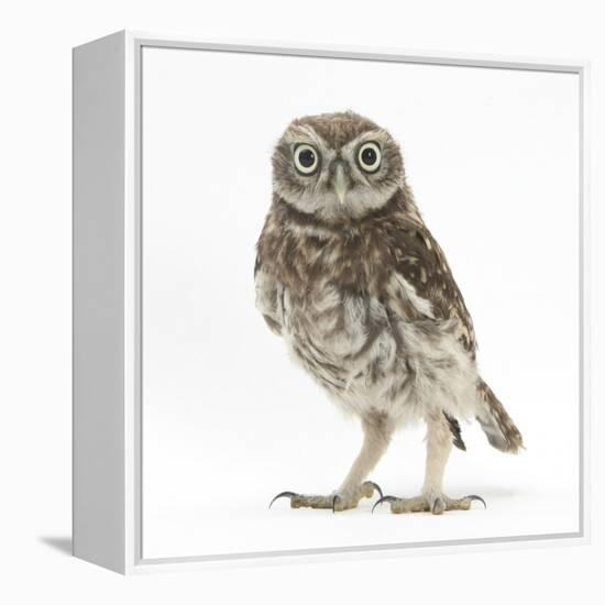 Portrait of a Young Little Owl (Athene Noctua)-Mark Taylor-Framed Premier Image Canvas