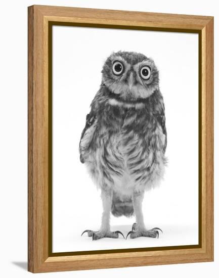 Portrait of a Young Little Owl (Athene Noctua)-Mark Taylor-Framed Premier Image Canvas
