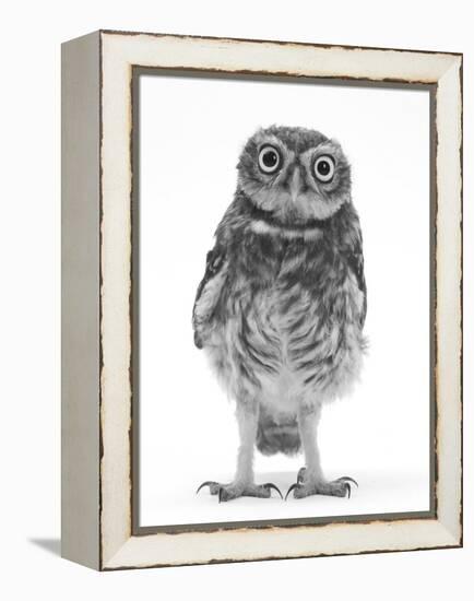 Portrait of a Young Little Owl (Athene Noctua)-Mark Taylor-Framed Premier Image Canvas