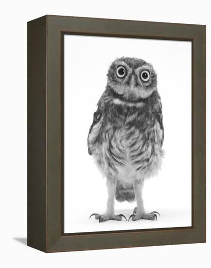 Portrait of a Young Little Owl (Athene Noctua)-Mark Taylor-Framed Premier Image Canvas