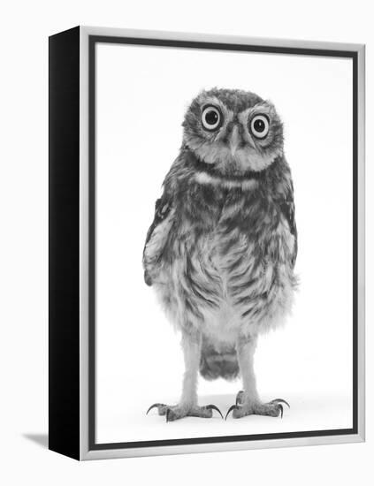 Portrait of a Young Little Owl (Athene Noctua)-Mark Taylor-Framed Premier Image Canvas