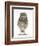Portrait of a Young Little Owl (Athene Noctua)-Mark Taylor-Framed Premium Photographic Print