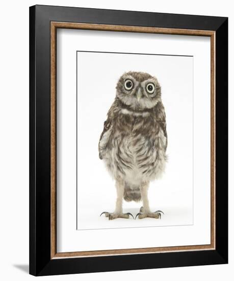 Portrait of a Young Little Owl (Athene Noctua)-Mark Taylor-Framed Premium Photographic Print