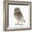 Portrait of a Young Little Owl (Athene Noctua)-Mark Taylor-Framed Photographic Print