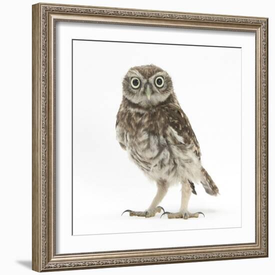 Portrait of a Young Little Owl (Athene Noctua)-Mark Taylor-Framed Photographic Print