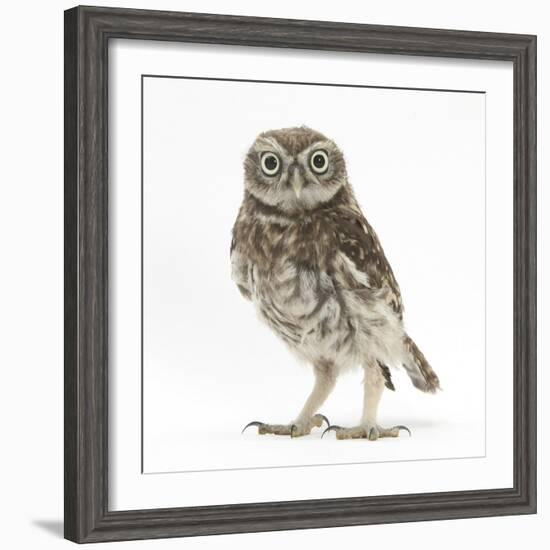 Portrait of a Young Little Owl (Athene Noctua)-Mark Taylor-Framed Photographic Print